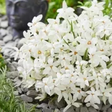 Rhodoxis 'Fairy Snow'