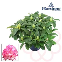 Rhododendron Hortinno® XXL
