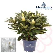 Rhododendron Hortinno® XXL 'White Flamingo'