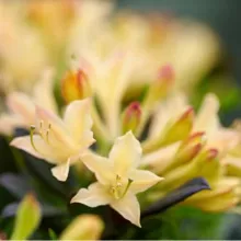 Rhododendron Hortinno® XXL 'Yellow'