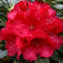 Rhododendron 'Markeeta's Price'