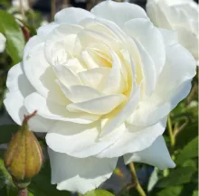 'Schneewittchen'® Trosroos