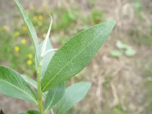 Salix alba 'Belders'