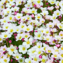 Saxifraga arendsii 'Ice Colours Pearl White'