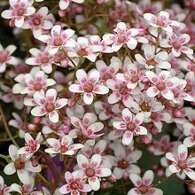 Saxifraga 'Apple Blossom'