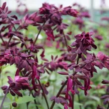 Salvia 'Love and Wishes'