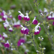 Salvia micr. 'Amethyst Lips'