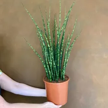 Sansevieria 'Mikado'