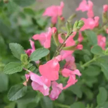 Salvia micr. 'Salvinio Pink'