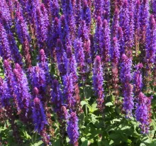 Salvia nem. 'Sensation Deep Blue'