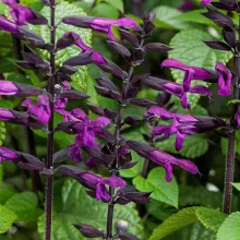 Salvia 'Rockin' Deep Purple'