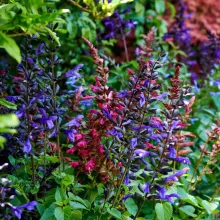 Salvia salgoon (in soorten)