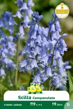 Scilla 'Campanulata Blue'