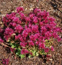Sedum spur. 'Spot on Deep Rose'