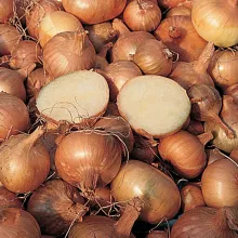 PLANTSJALOT GEEL