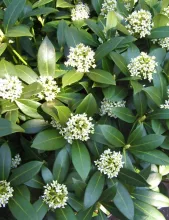 Skimmia jap. 'Kew White'