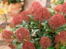 Skimmia japonica Rubesta®