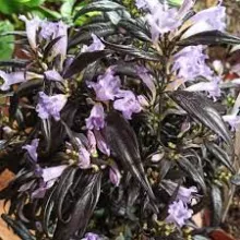 Strobilanthes anis. 'Brunetthy'