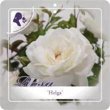 'Helga' Stamroos Grootbloemig