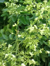 Styrax japonica