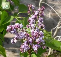 Syringa vulg. 'Belle de Nancy'