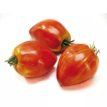 TOMAAT COEUR DE BOEUF