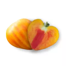 TOMAAT GOURMANSUN F1