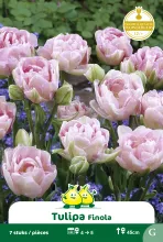 Tulp 'Finola'