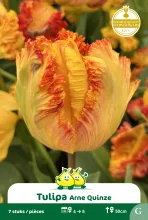 Tulp 'Arne Quinze'