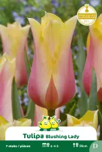Tulp 'Blushing Lady'