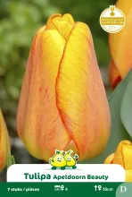 Tulp 'Beauty of Apeldoorn'