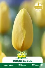 Tulp 'Big Smile'