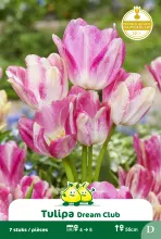 Tulp 'Dream Club'