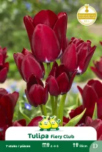 Tulp 'Fiery Club'