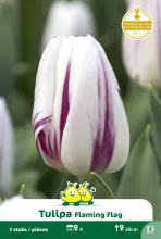 Tulp 'Flaming Flag'