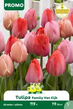Tulp 'Familie Van Eijk'