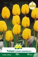 Tulp 'Golden Apeldoorn'