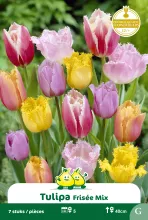 Tulp Gefranjerd