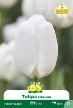 Tulp 'Hakuun'