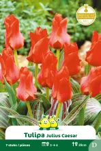 Tulp 'Julius Caesar'