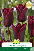Tulp 'Lasting Love'