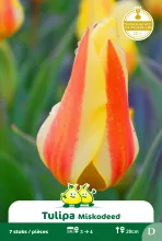 Tulp 'Miskodeed'