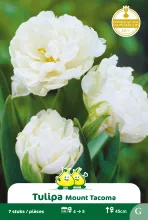 Tulp 'Mount Tacoma'