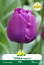 Tulp 'Negrita'