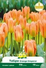 Tulp 'Orange Emperor'