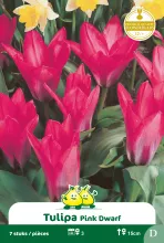 Tulp 'Pink Dwarf'