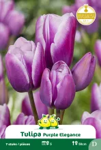 Tulp 'Purple Elegance'