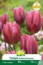 Tulp 'Pretty Princess'