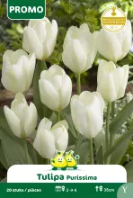 Tulp 'Purissima'