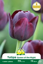 Tulp 'Queen of the Night'